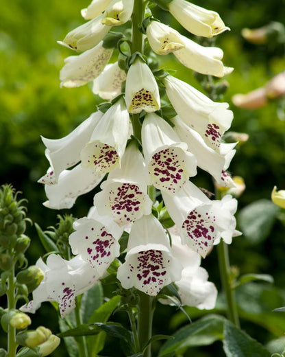 Foxglove Mix
