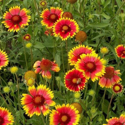 Mix gaillardia Seeds