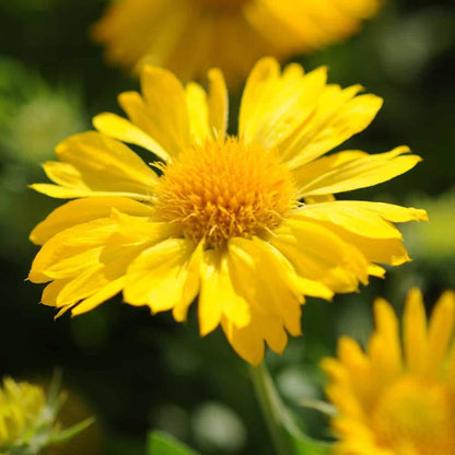 Mix gaillardia Seeds