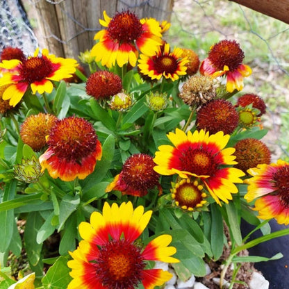 Mix gaillardia Seeds