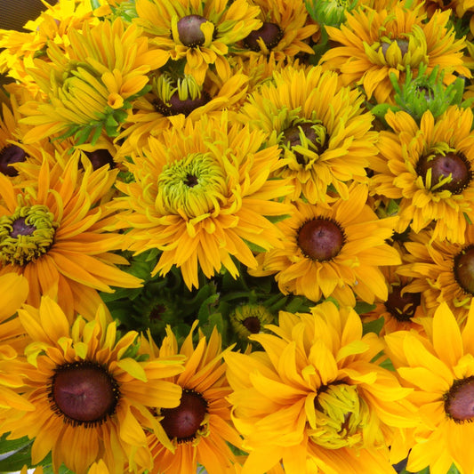 Gloriosa Double Daisy Rudbecia