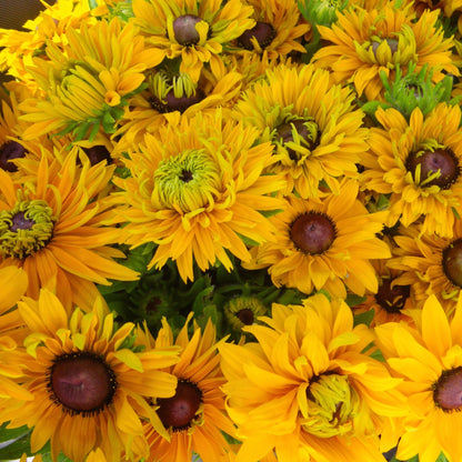 Gloriosa Double Daisy Rudbecia