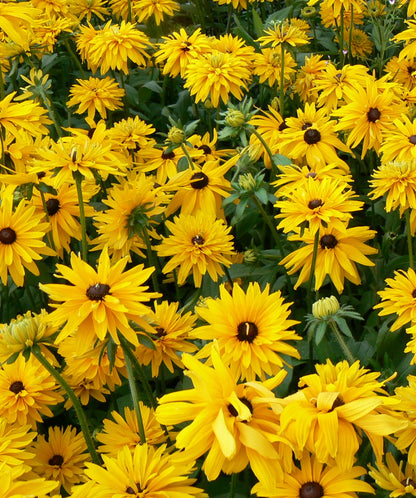 Gloriosa Double Daisy Rudbecia
