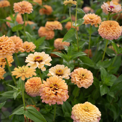Zinnia Sunset Mix