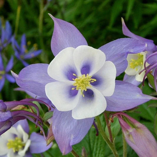 McKana Blue Columbine Seeds