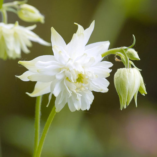 Aquilegia White Barlow (Columbine) seeds