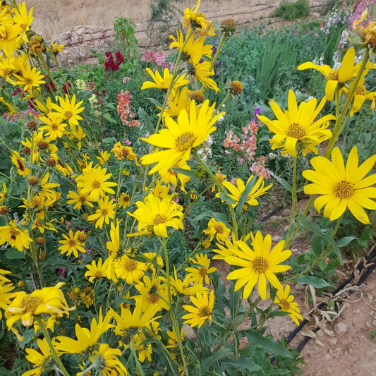 Maximilian (PERENNIAL SUNFLOWER) Seeds