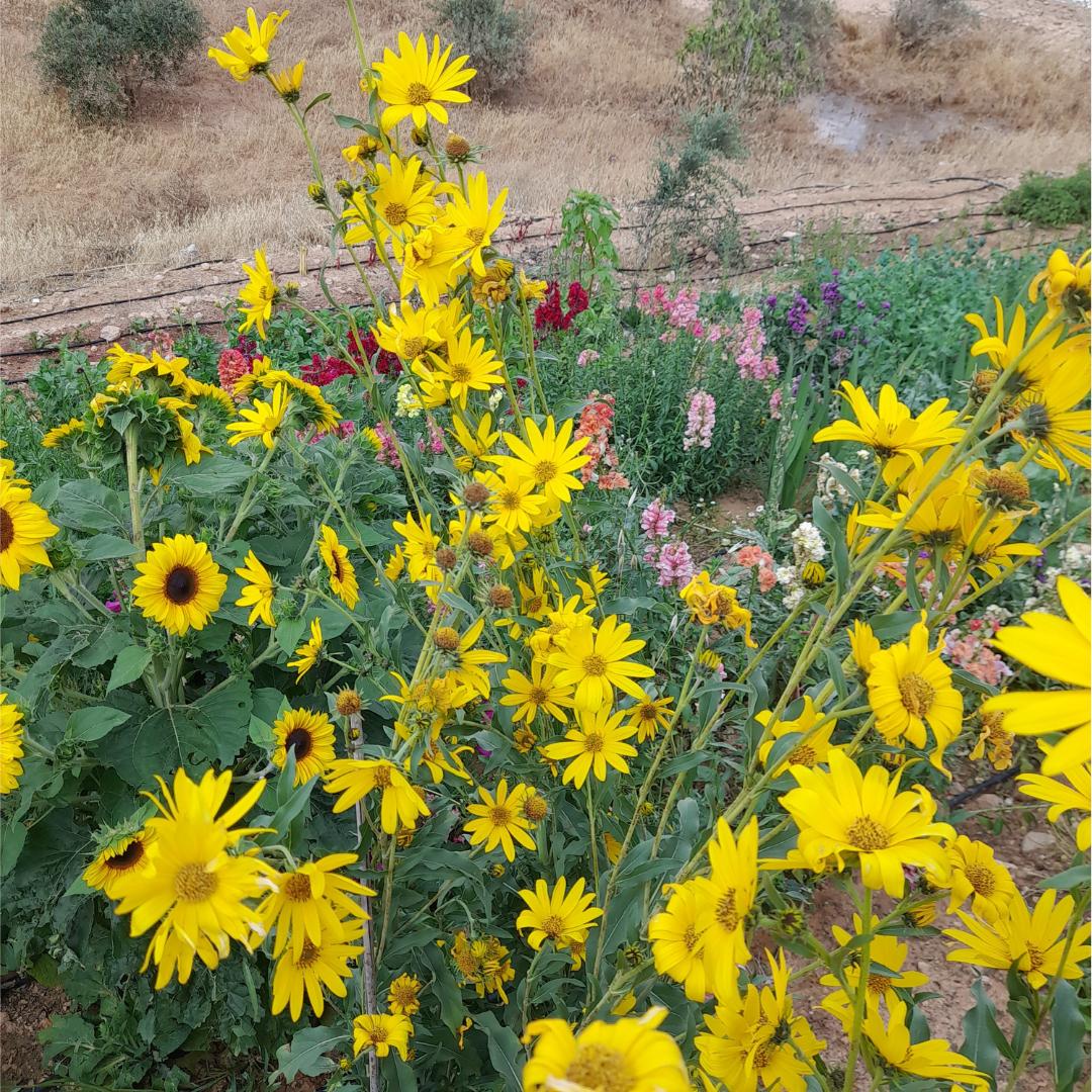 Maximilian (PERENNIAL SUNFLOWER) Seeds