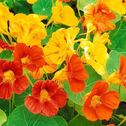 Mixed Nasturtium Seeds