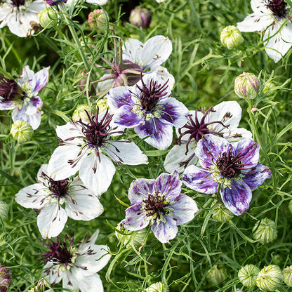 Love-in-a-mist Nigella