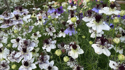 Love-in-a-mist Nigella