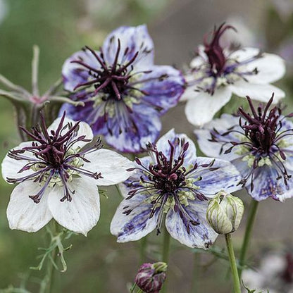 Love-in-a-mist Nigella