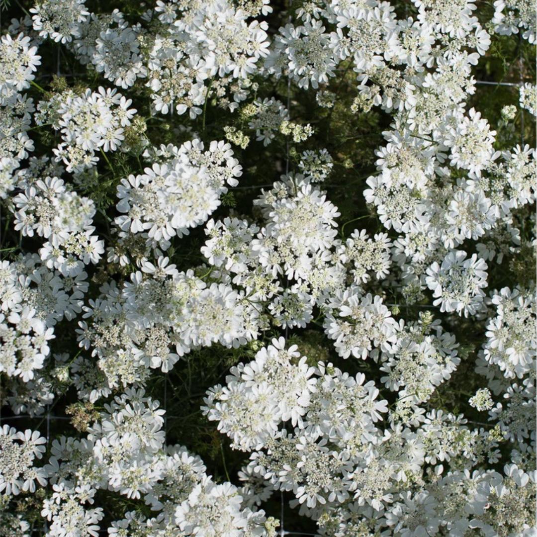 Orlaya White Finch Lace Seeds