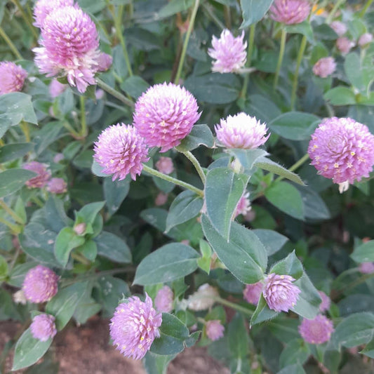 Pink Gomphrena Seeds