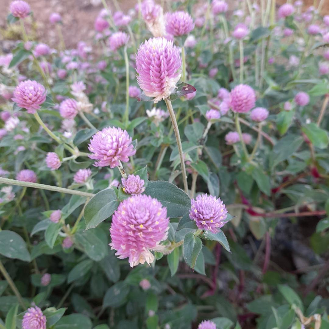 Pink Gomphrena Seeds