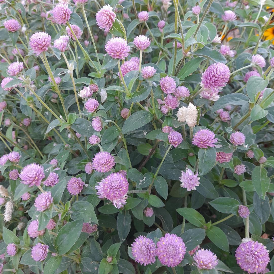 Pink Gomphrena Seeds