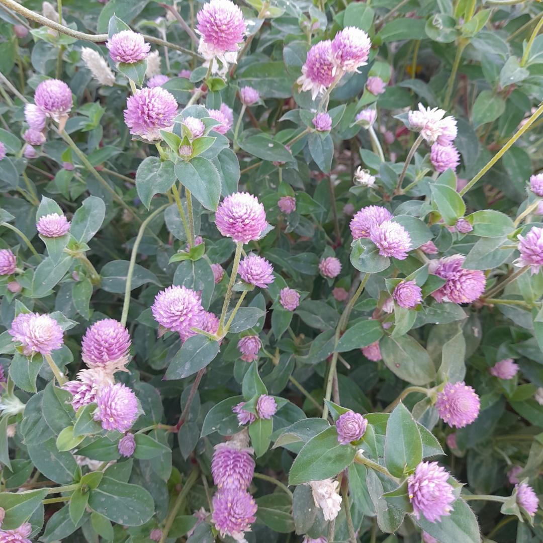 Pink Gomphrena Seeds