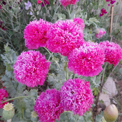 Pink peony poppy