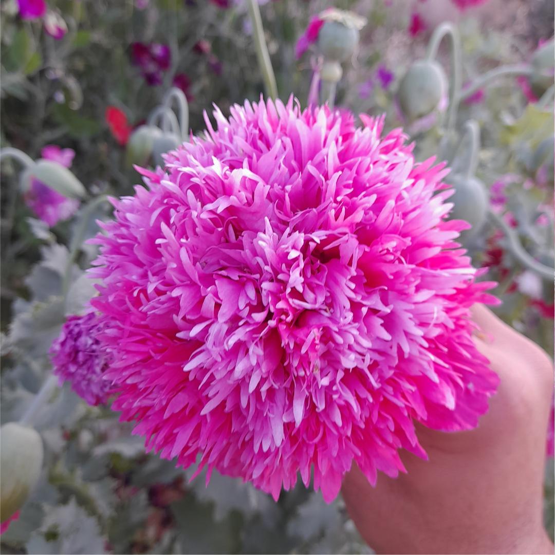 Pink peony poppy