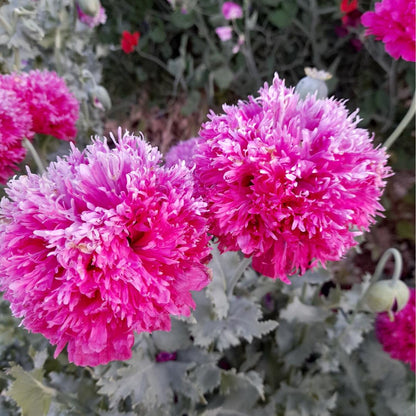 Pink peony poppy