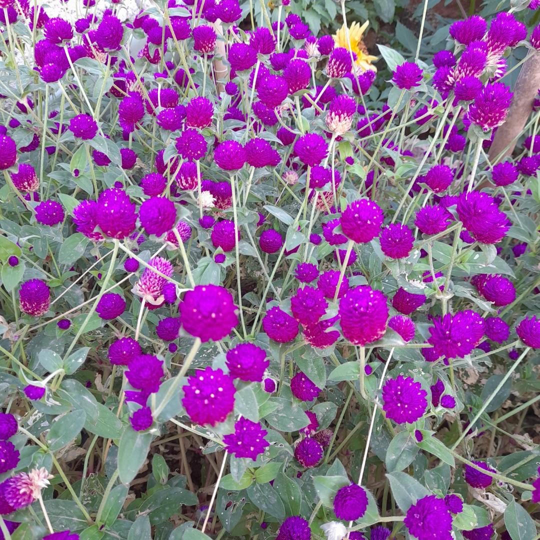 Red Gomphrena Seeds