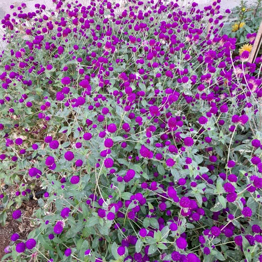 Red Gomphrena Seeds