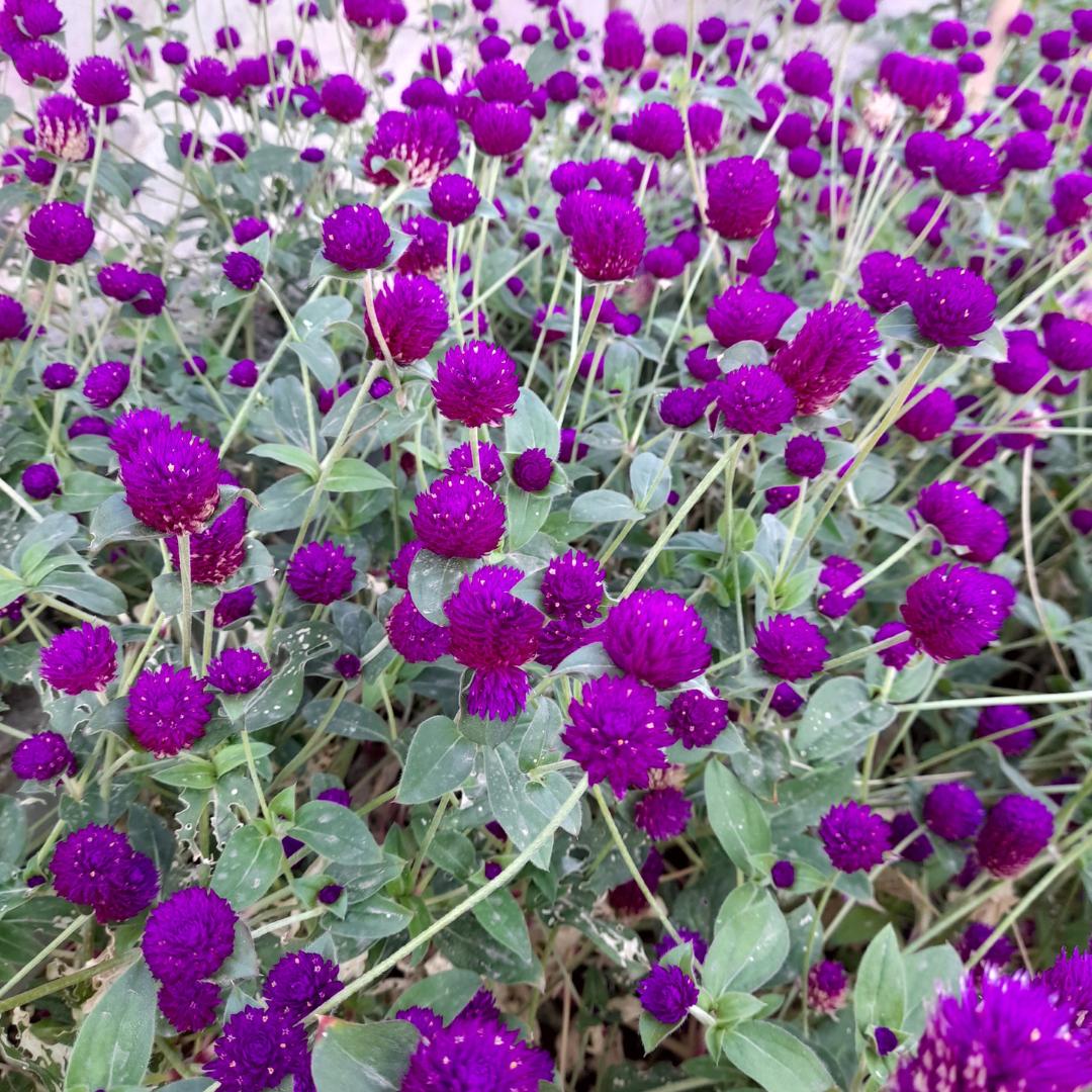 Red Gomphrena Seeds