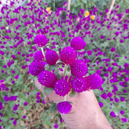 Red Gomphrena Seeds