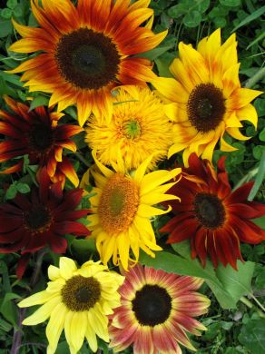 Sunflower Mix