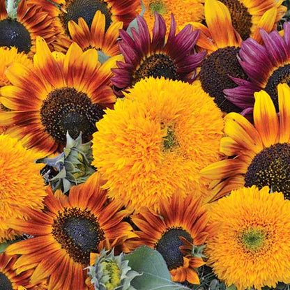 Sunflower Mix