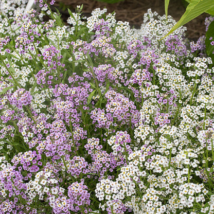 Sweet Alyssum