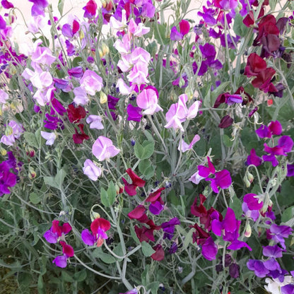 Sweet Pea Mix Seeds