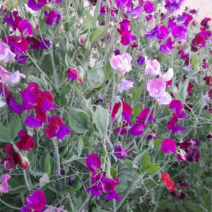 Sweet Pea Mix Seeds