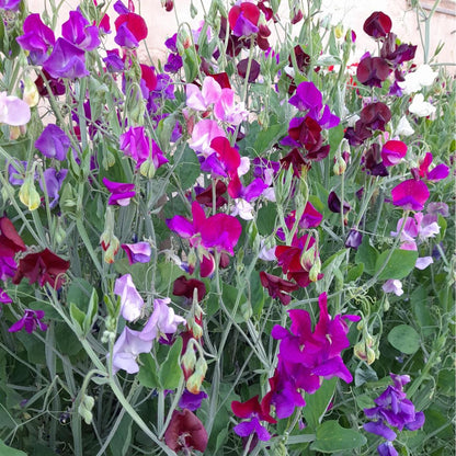 Sweet Pea Mix Seeds