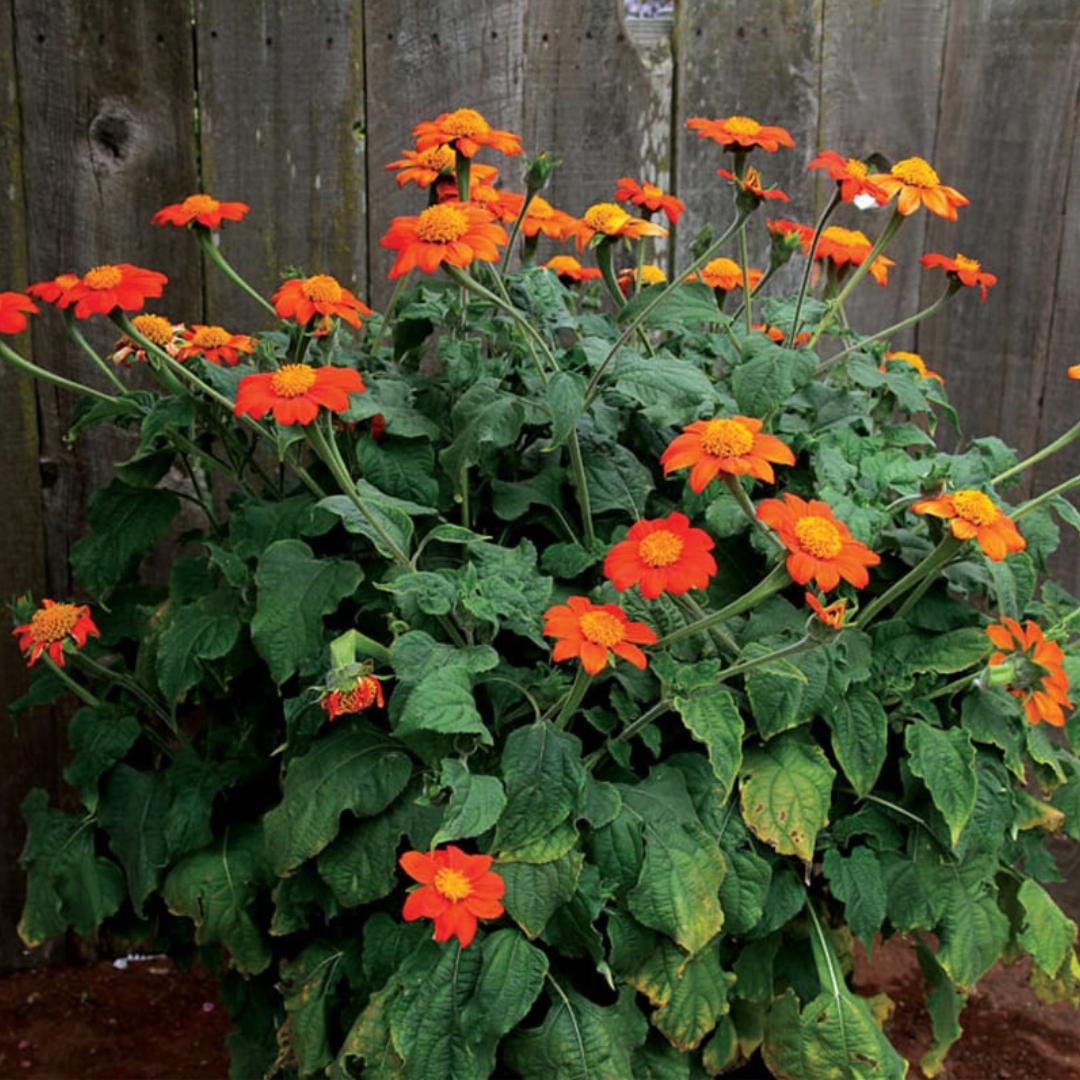 Mexican Sunflower Tithonia Seed