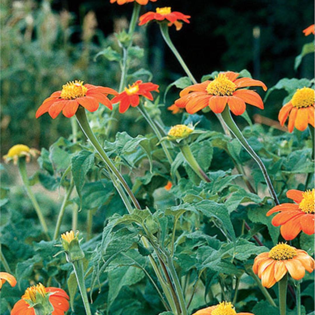 Mexican Sunflower Tithonia Seed