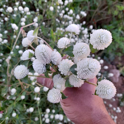 White Gomphrena Seeds