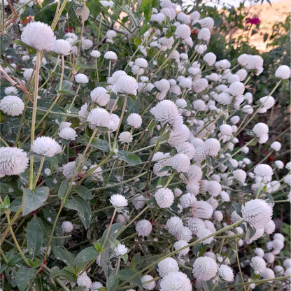 White Gomphrena Seeds