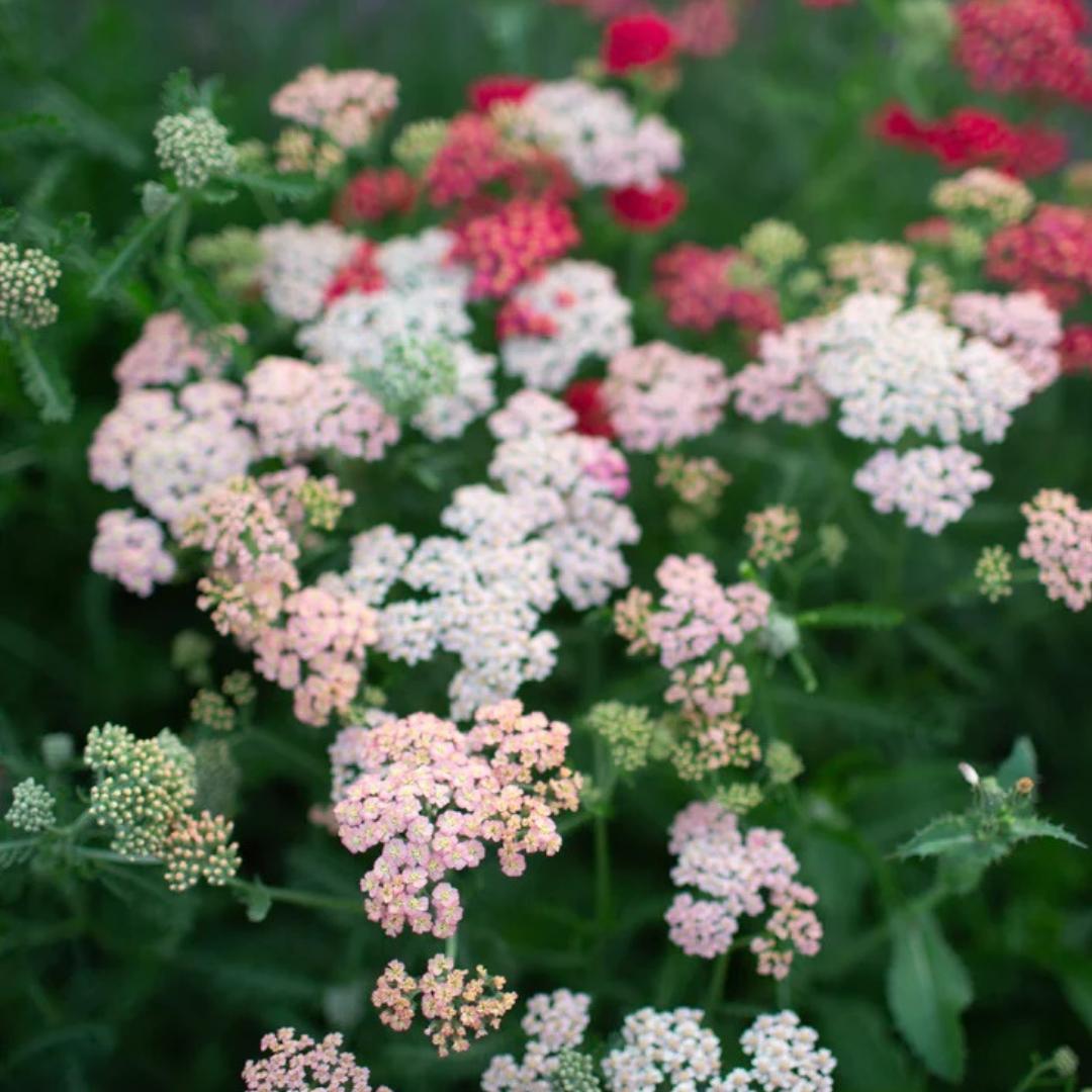 Yarrow Summer Berries Seeds