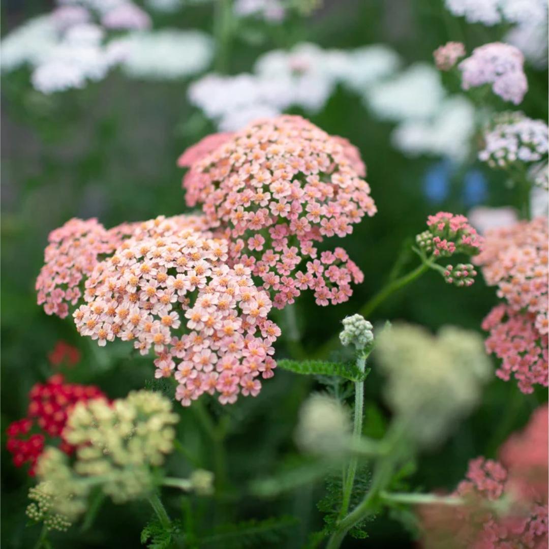 Yarrow Summer Berries Seeds