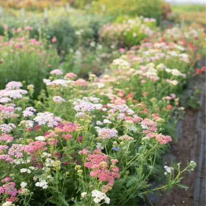 Yarrow Summer Berries Seeds