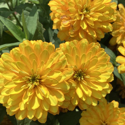 Zinnia Zydeco Deep Yellow
