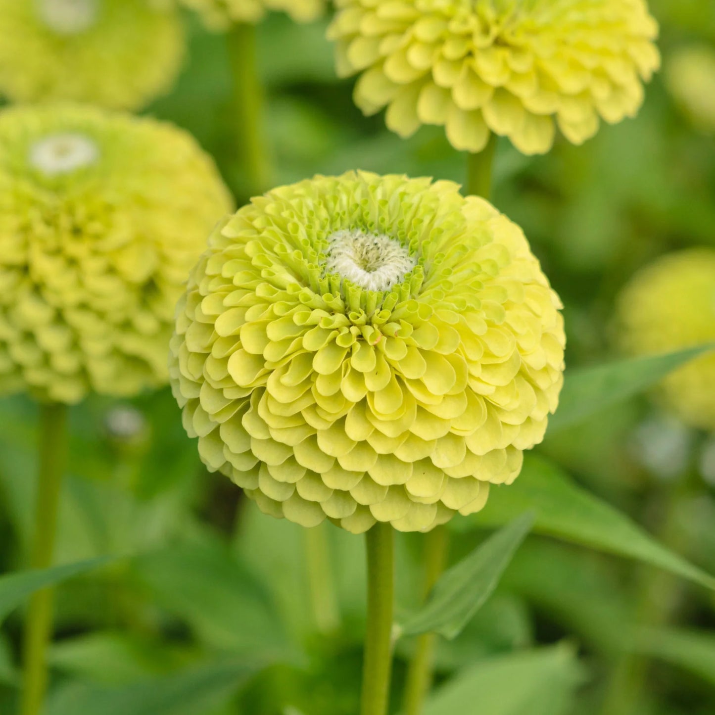 Zinnia ‘Queen Lime’