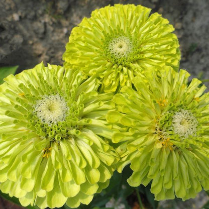 Zinnia ‘Queen Lime’