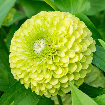 Zinnia ‘Queen Lime’