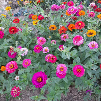 Zinnia Giant Flowered Mix Seeds