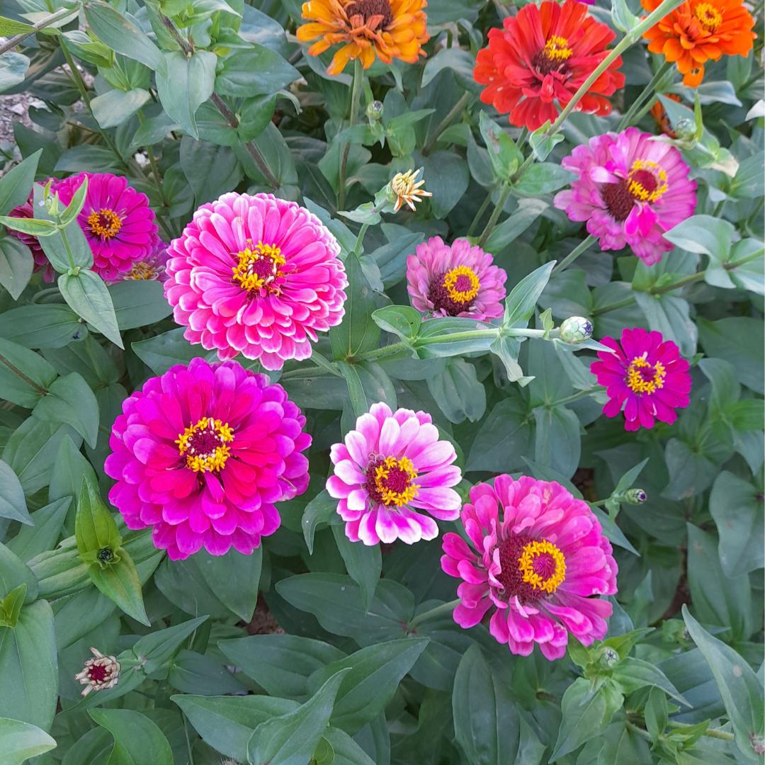 Zinnia Giant Flowered Mix Seeds