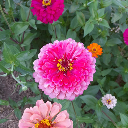 Zinnia Giant Flowered Mix Seeds