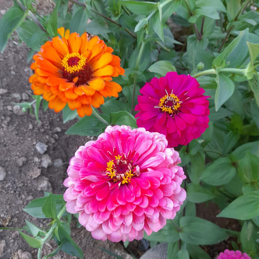 Zinnia Giant Flowered Mix Seeds